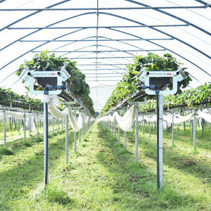 strawberry crop soilless system