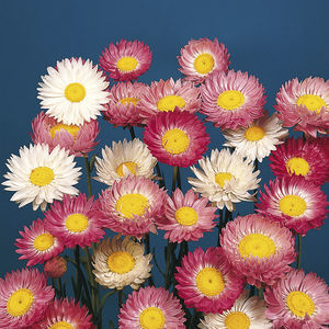 annual floral seed 1