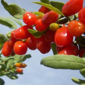 fruit-bearing plant