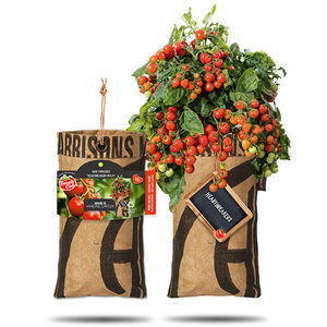 red cherry tomato seed