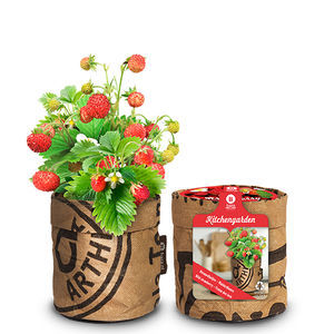 red strawberry seed