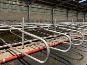 heifer cow cubicle