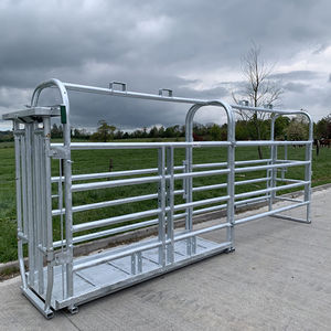 cow livestock crush 1