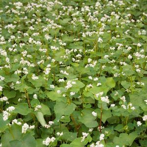 early buckwheat seed