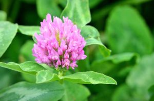 clover fodder