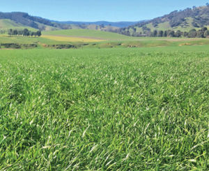 annual ryegrass fodder