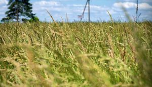 annual ryegrass fodder