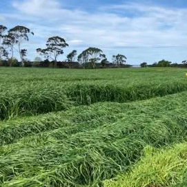 Italian ryegrass fodder