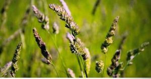 orchardgrass fodder