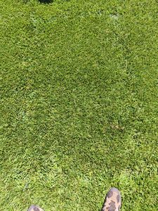 seed turf