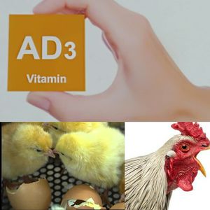 vitamin feed supplement