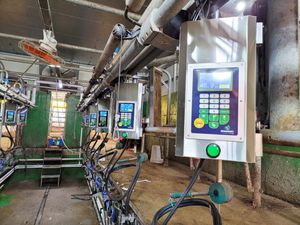 cow milking parlor 1