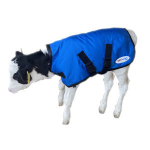 calf blanket