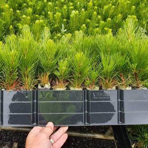 plastic plug tray