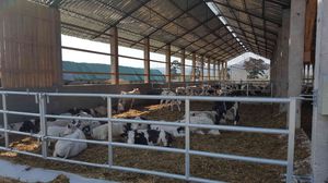 livestock gate 1