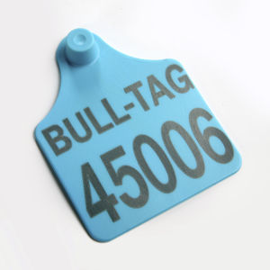cattle ear tag 1
