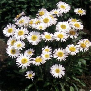 perennial floral plant