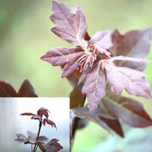 deciduous tree