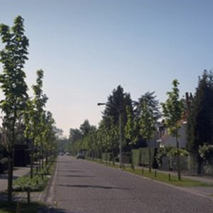 deciduous tree