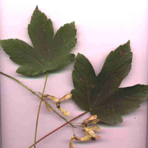 deciduous tree