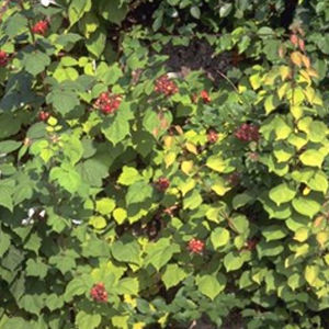 fruit-bearing plant