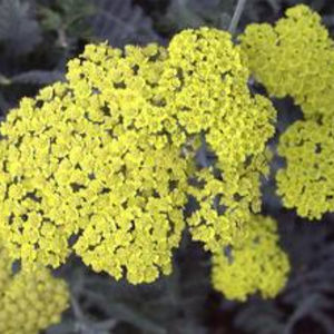 perennial floral plant