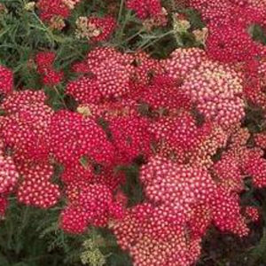 perennial floral plant