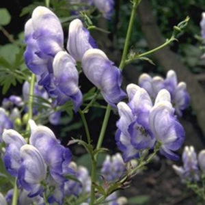perennial floral plant
