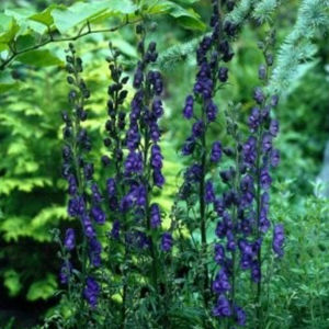 perennial floral plant