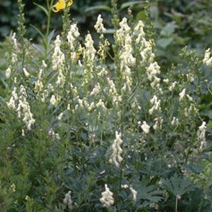 perennial floral plant