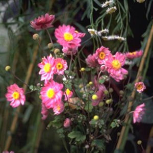 perennial floral plant