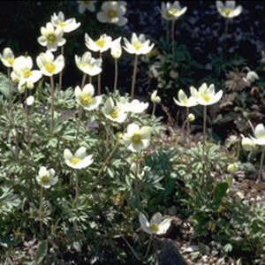 perennial floral plant