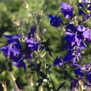 perennial floral plant
