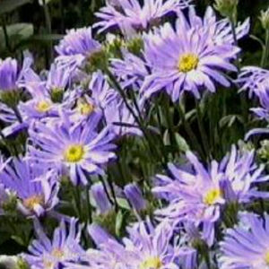 perennial floral plant