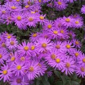 perennial floral plant