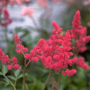 perennial floral plant
