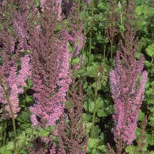 perennial floral plant