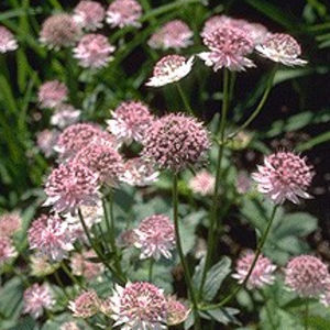 perennial floral plant