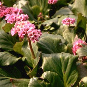 perennial floral plant