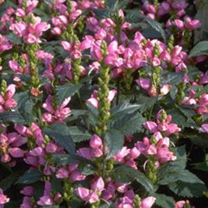 perennial floral plant