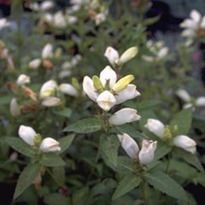 perennial floral plant