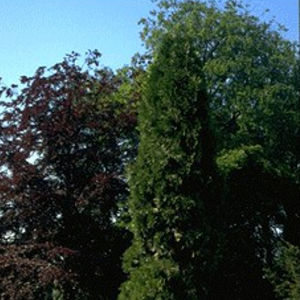 coniferous tree