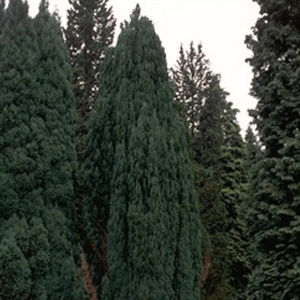 coniferous tree