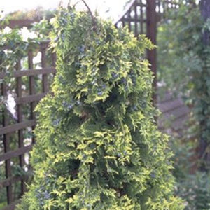 coniferous tree