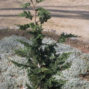 coniferous tree