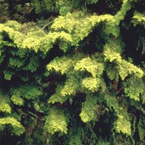 coniferous tree