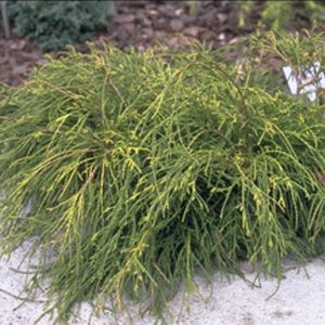 shrub