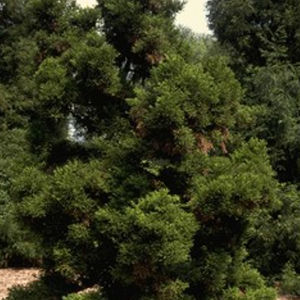 shrub