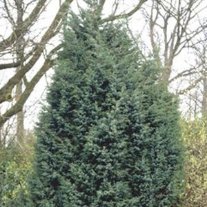 shrub