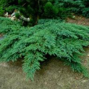 shrub